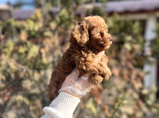 Safkan En Özel Kalitede Toy Poodle Yavrular görsel