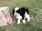 Bernedoodle Yavrular