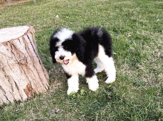 Bernedoodle Yavrular görsel