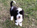 Bernedoodle Yavrular