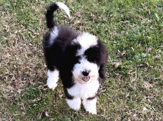Bernedoodle Yavrular