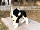Bernedoodle Yavrular