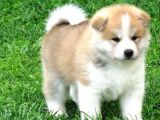 Japon akita bebeklerim