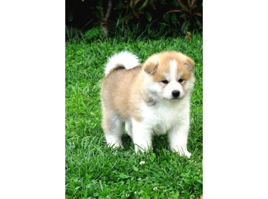 Japon Akita Bebeklerim