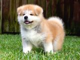 Japon Akita Bebeklerim