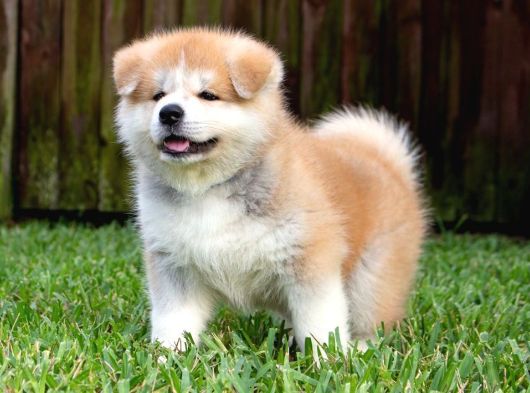 Japon Akita Bebeklerim görsel
