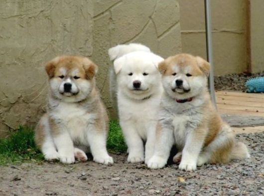 Turuncu Ayıcık Isteyen Japon Akita