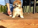 Turuncu Ayıcık Isteyen Japon Akita