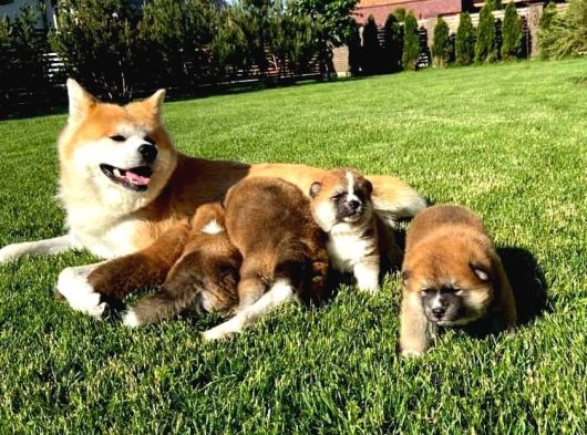 Turuncu Ayıcık Isteyen Japon Akita görsel