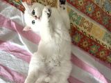 Golden Point British Shorthair