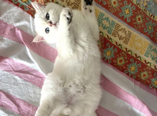 Golden Point British Shorthair görsel