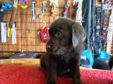 Burkemden Hayat Arkadaşı Labrador