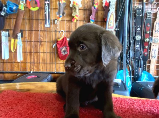 Burkemden Hayat Arkadaşı Labrador görsel