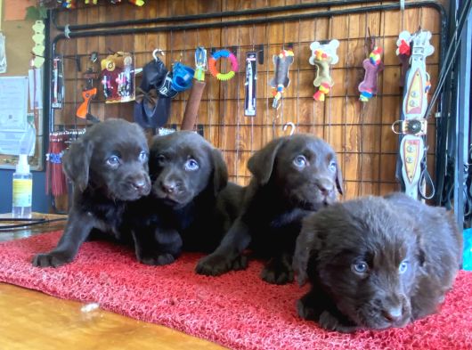 Burkemden Hayat Arkadaşı Labrador görsel
