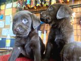 Burkemden Hayat Arkadaşı Labrador