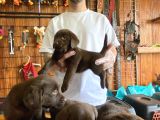 Burkemden Hayat Arkadaşı Labrador