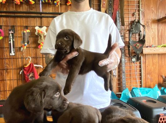 Burkemden Hayat Arkadaşı Labrador görsel