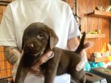 Burkemden hayat arkadaşı labrador