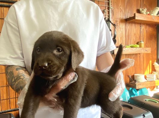 Burkemden Hayat Arkadaşı Labrador