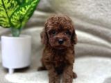 BICIR BICIR RED BROWN POODLE