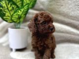Bicir Bicir Red Brown Poodle