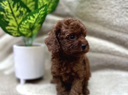 Bicir Bicir Red Brown Poodle görsel