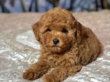 MİNNAK TOY POODLE BEBEKLER