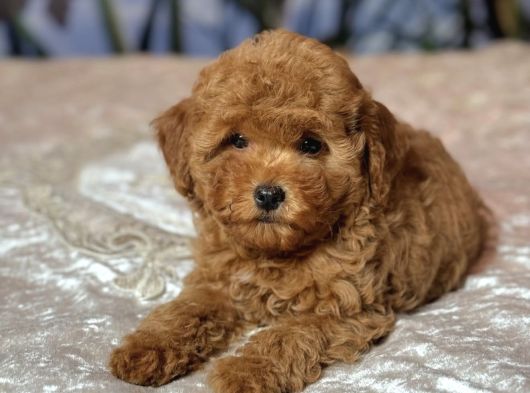 Mi̇nnak Toy Poodle Bebekler