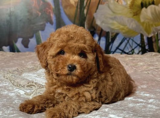 Mi̇nnak Toy Poodle Bebekler görsel