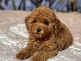 Mi̇nnak Toy Poodle Bebekler