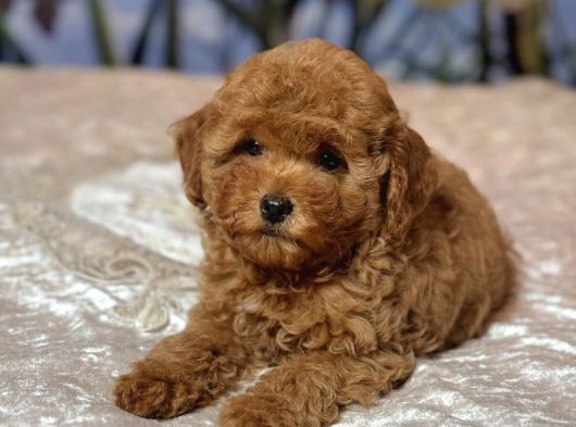 Mi̇nnak Toy Poodle Bebekler görsel