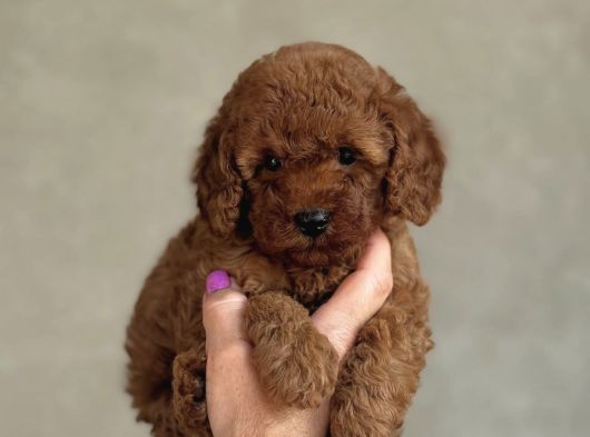 Safkan Toy Poodle Bebekler
