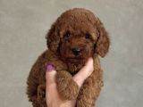Safkan Toy Poodle Bebekler
