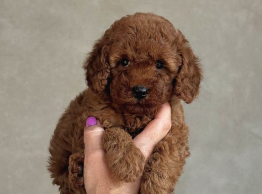 Safkan Toy Poodle Bebekler görsel
