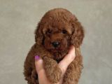 Safkan Toy Poodle Bebekler