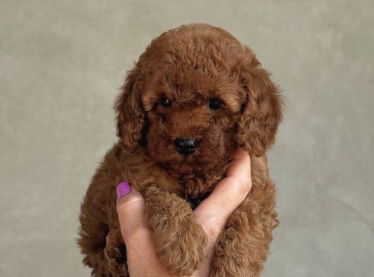 Safkan Toy Poodle Bebekler görsel