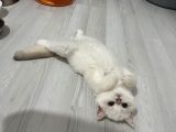 Golden Point British Shorthair
