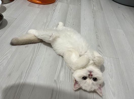 Golden Point British Shorthair görsel