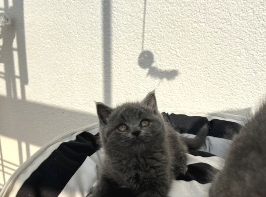 A Kali̇te Bebekler görsel