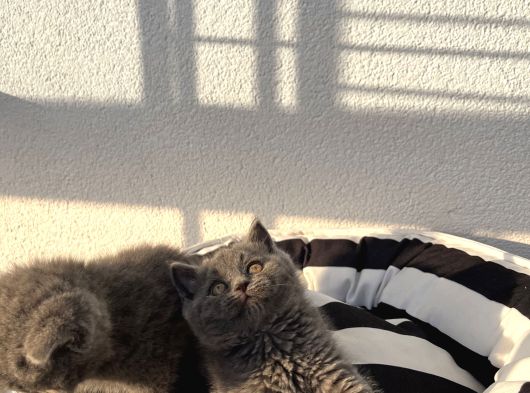A Kali̇te Bebekler görsel