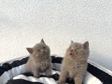 A Kali̇te Bebekler