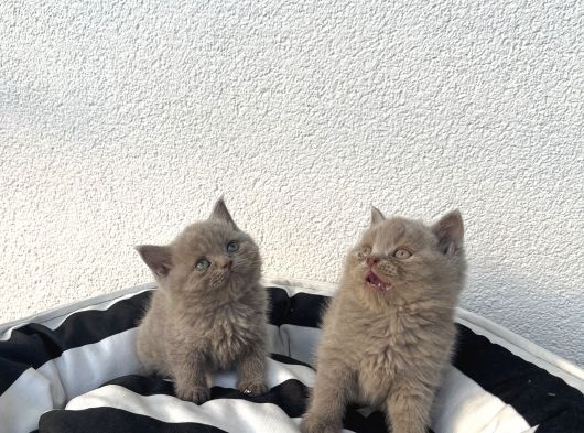 A Kali̇te Bebekler görsel