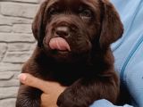 Labrador Retriever Yavrulari Istanbul