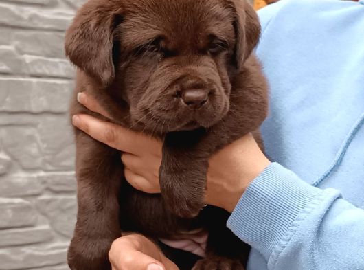 Labrador Retriever Yavrulari Istanbul görsel