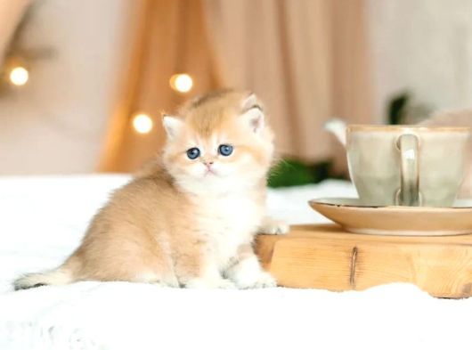 British Shorthair Golden Bebekler görsel