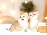 British Shorthair Golden Bebekler
