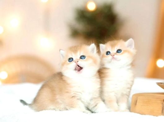 British Shorthair Golden Bebekler