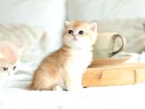 British Shorthair Golden Bebekler