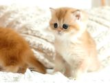 British Shorthair Golden Bebekler