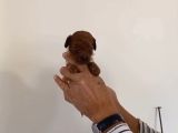 Mi Poodle Bebeklerimiz Için Acele Edin